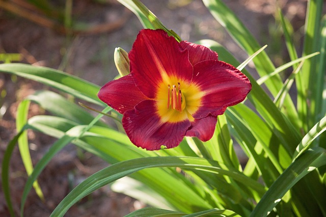 Blume, Draußen, Pflanze, Grün, Garten
