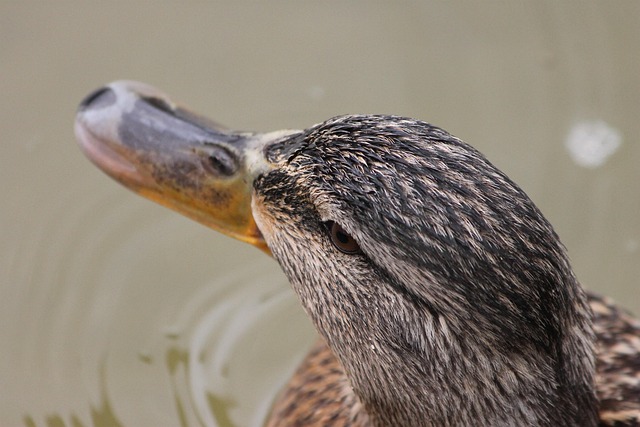 Free Duck Pen photo and picture