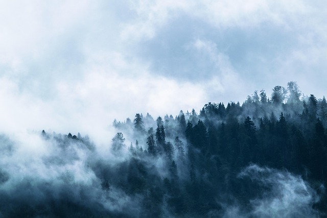 Christmas background, fog, forest and conifers — photo by LUM3N