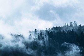 Fog, Forest, Dark, Gloomy