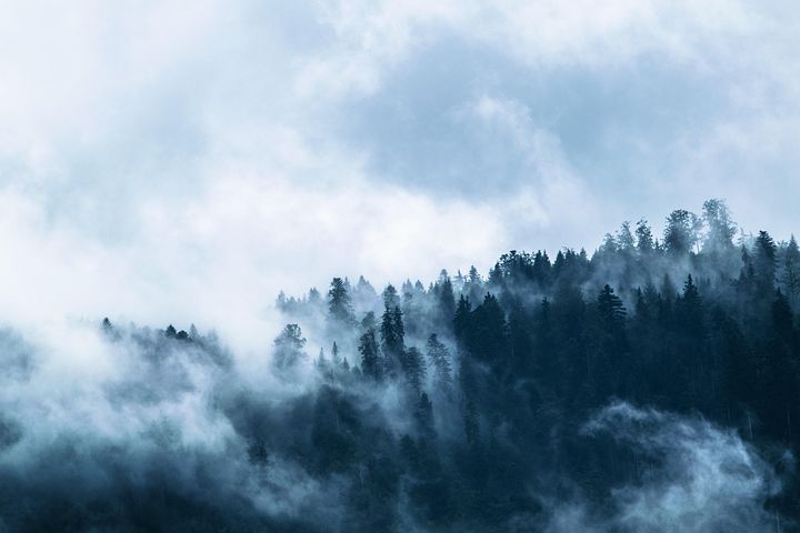 fog conifer trees