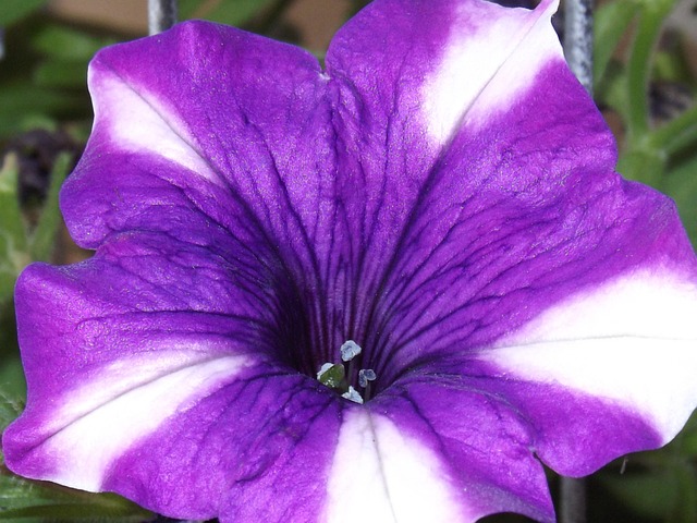 Blumen, Gartenblumen, Petunie, Violett