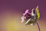 campion, red campion, pointed clove