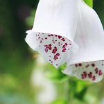 thimble, flower, blossom