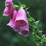 thimble, flower, blossom