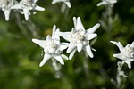 edelweiss, leontopodium microdochium, korblütler