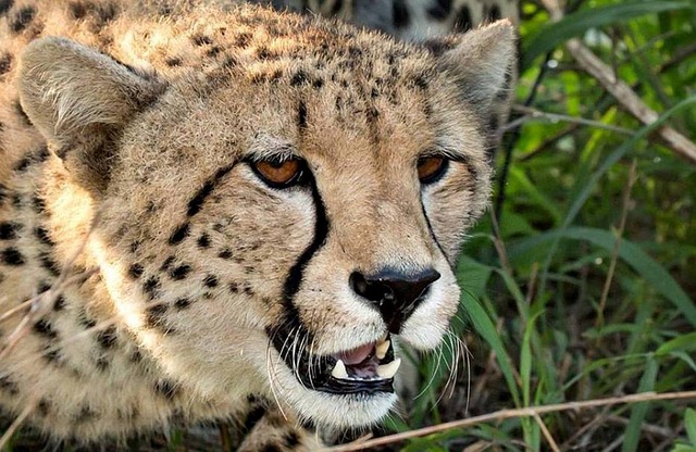 Tierwelt, Gepard, Afrika, Raubtier