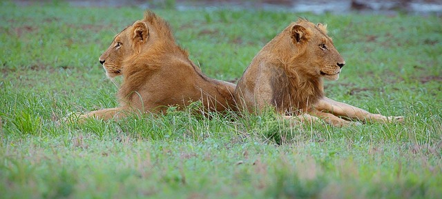 Tierwelt, Löwe, Afrikanisch