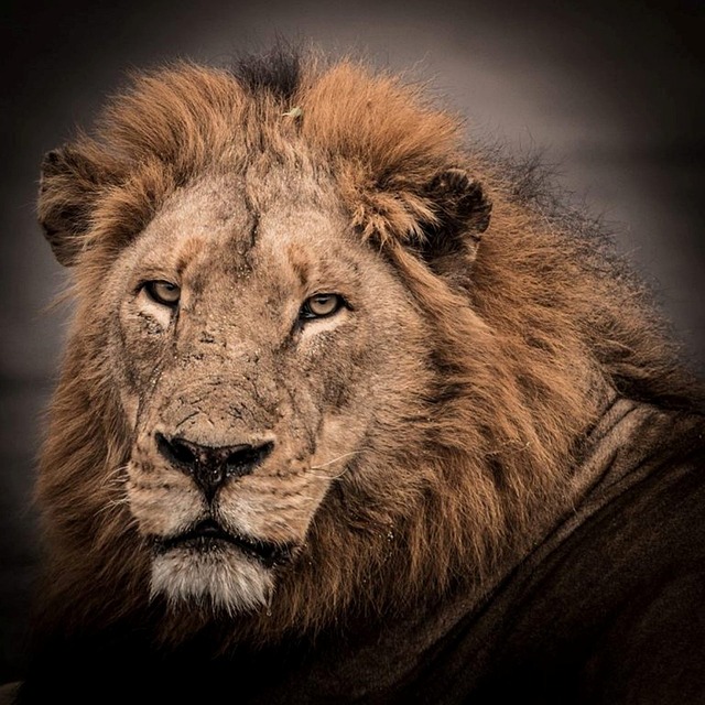 Tierwelt, Löwe, Männlich, Natur, Afrika