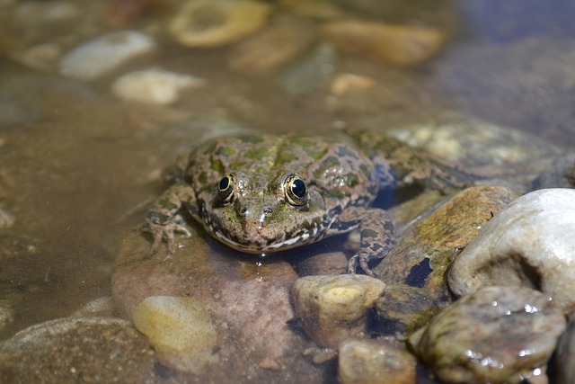 Free Frog Water Frog photo and picture