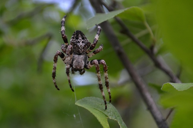 Free Spider Cobweb photo and picture