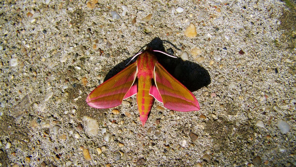 Sendpad Insect Sender Butterfly Insect - Free photo on Pixabay