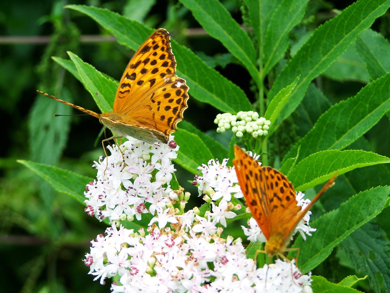 Motherly Insects Mother Of Pearl Butterfly Insect - Free photo on Pixabay - Pixabay