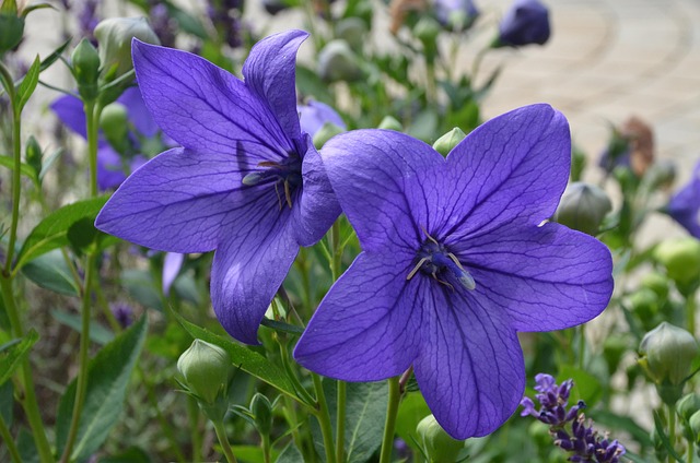 Free Balloon Flower Chinese Bellflower photo and picture
