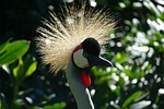 eastern, head, headdress