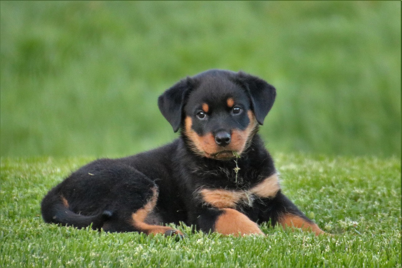 Rottweiler Hond Puppy Gratis Foto Op Pixabay