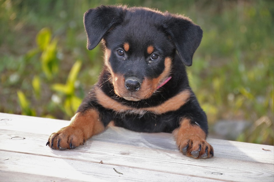 Free Photo Rottweiler Puppy Dog Pet Cute Free Image On Pixabay 