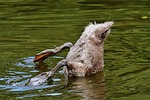 swan, young animal, diving