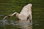 swan, young animal, diving