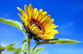 Sunflower, Flower, Bloom, Yellow