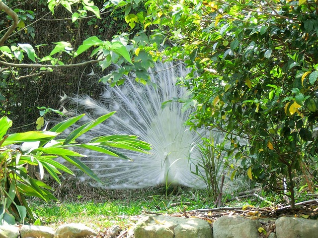 Free White Peacock Courtship photo and picture