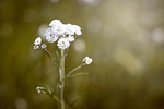 ranunculus aconitifolius, eisenhut-crowfoot, flower