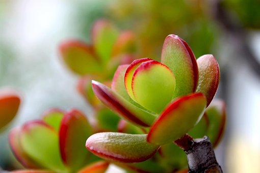 Krassula, Anlage, Pflanzen