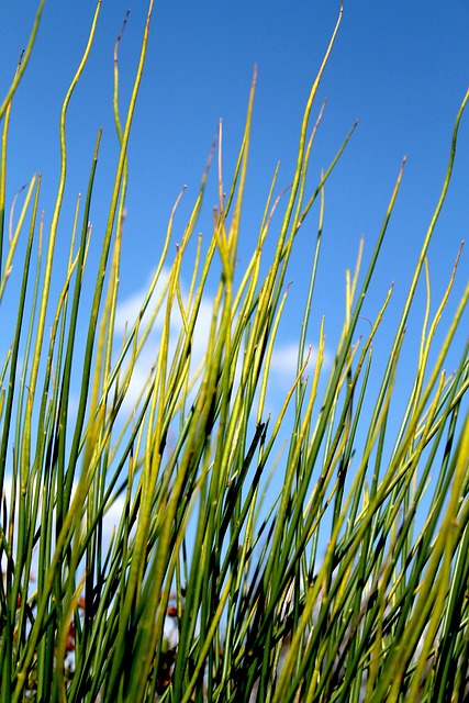Anlage, Himmel, Pflanzen, Natur, Green