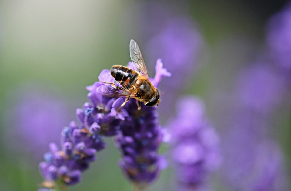 Hover Fly Insect Flying - Free photo on Pixabay