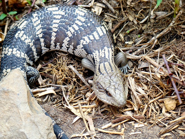 Free Eastern Blue-Tongue Blue Tongue Lizard photo and picture