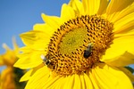 sunflower, bumblebees, bees