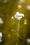 ranunculus aconitifolius, eisenhut-crowfoot, flower
