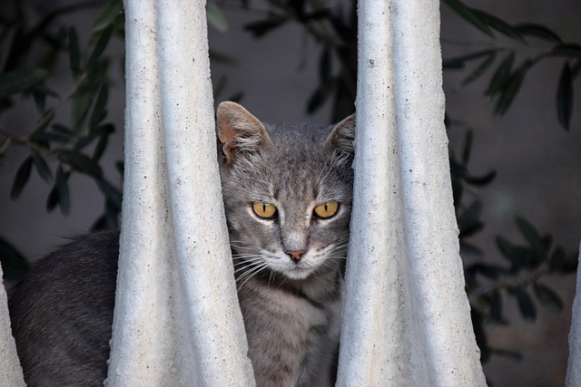 Free Cat Animal photo and picture