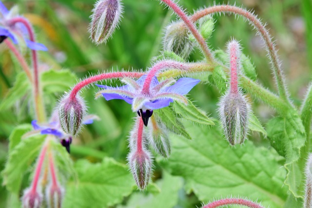 Free Flower Violet photo and picture