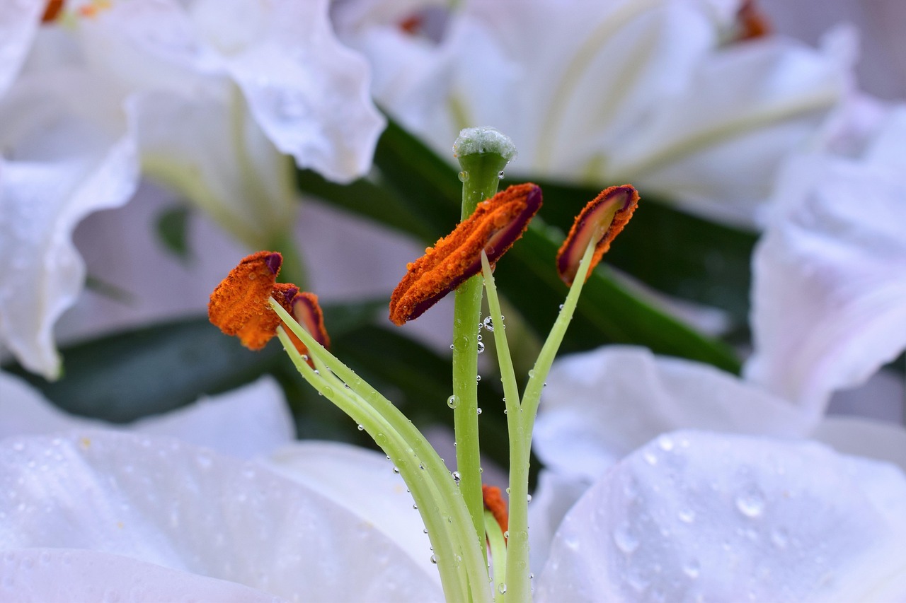 Lily - free online jigsaw puzzle photo