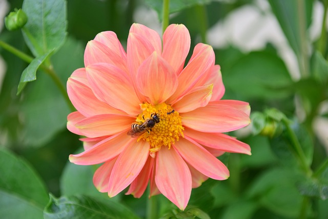 Free Dahlia Bee photo and picture
