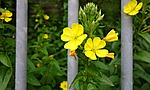 flower, plant, yellow flower