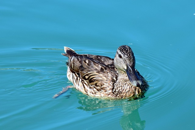 Free Mallard Water photo and picture