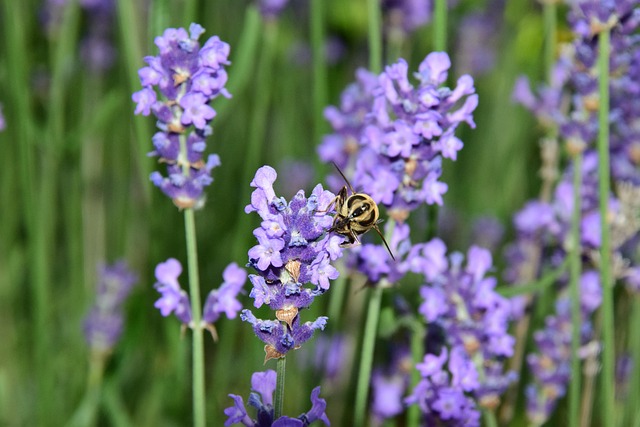 Free Lavender Bee photo and picture
