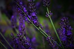 lavender, flower, plant
