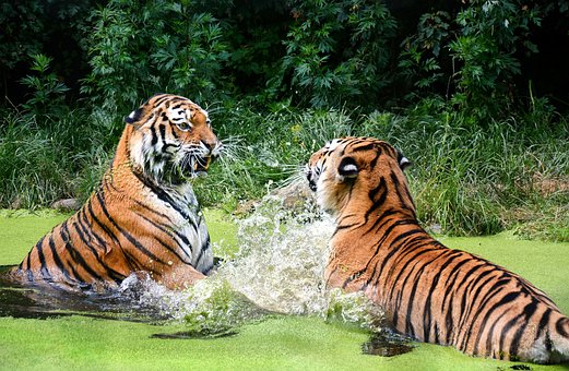 Tygr, Velká Kočka, Zoo, Portrét, Dravec