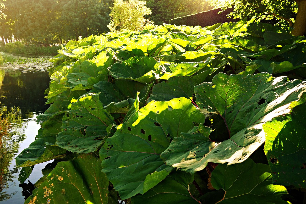 Butterbur Plant Petasites Hybridus - Free photo on Pixabay - Pixabay
