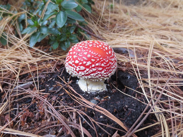 Free Toadstool Fungus photo and picture