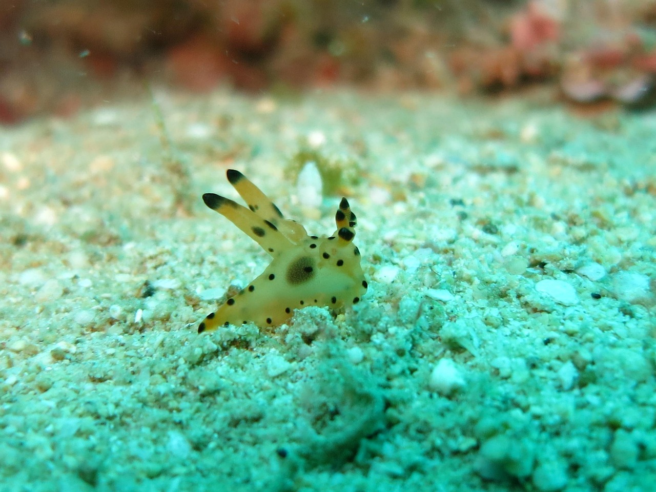 Nudibranch - free online jigsaw puzzle photo