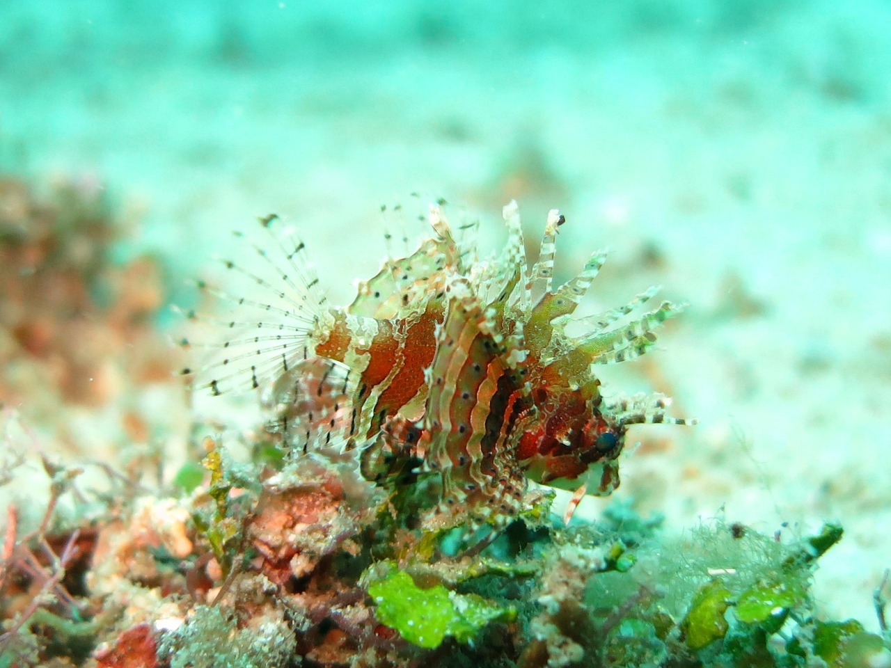 Lionfish - free online jigsaw puzzle photo