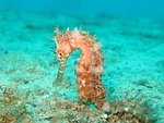 seahorse, sea-horse, hippocampus