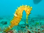 seahorse, sea-horse, yellow