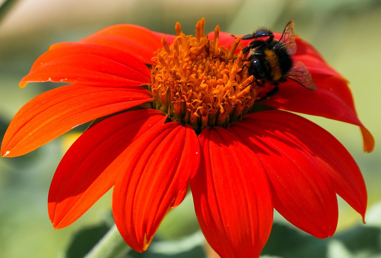 Flower - free online jigsaw puzzle photo