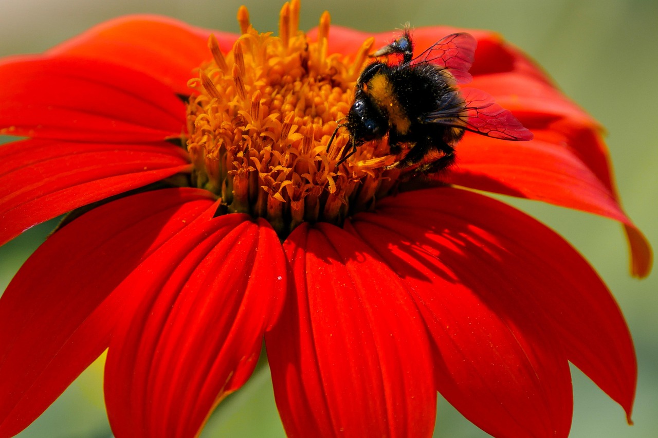 Flower - free online jigsaw puzzle photo