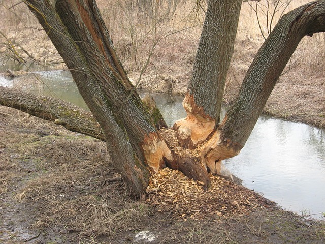 Free Beavers Tree photo and picture